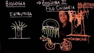 Aula 50 REINO ANIMAL Filo Cnidaria - Aulas ENEM