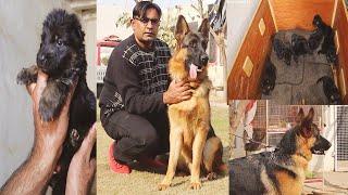 The World Famous German Shepherd And Puppies Kennel Vom 4 Brothers in Punjab Pakistan