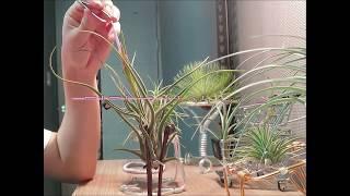 틸란드시아 자가수정 방법 (Tillandsia self-fertilization method)