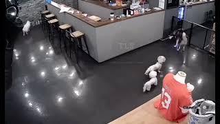 Husky kills Poodle in grooming cafe, South Korea. *Graphic*