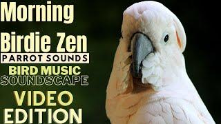 Morning Birdie Zen Happy Parrot Soundscape | HD Parrot TV VIDEO EDITION | 3+ Hours | Bird Room TV