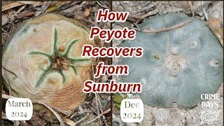 How Cacti Recover from Sunburn