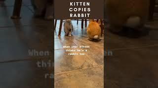 Kitten copies Rabbit#kitten#rabbit