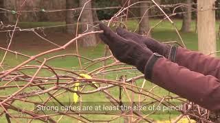 Table Grape Pruning - OSU Master Gardeners