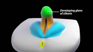 Development of female external genitalia