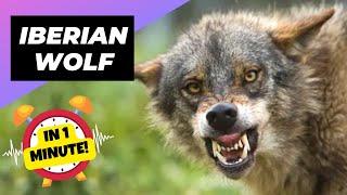 Iberian Wolf  The Fearsome Guardian Of The Peninsula! | 1 Minute Animals
