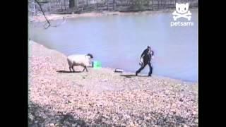 Angry sheep rams into unsuspecting fisherman