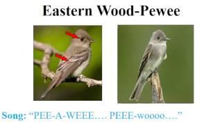 CEAP birds - flycatchers, vireos, and thrushes