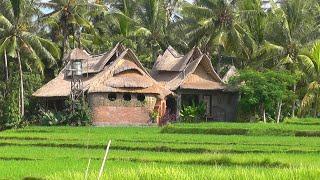 INDONESIA rice fields near Ubud (Bali)