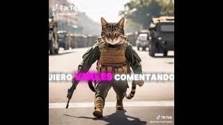 teamgato