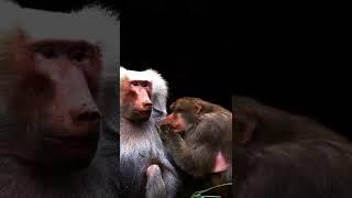 Cleaver Japanese Ice Monkey funny movement || #monkey # #funny #shorts #youtubeshorts ||#animals