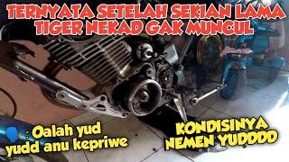 KONDISI TIGER NEKAD SAAT INI !! PARAH TEMEN YUDD YUDDD !!