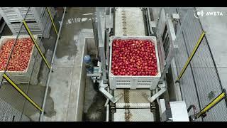 AWETA | Unifrutti Apple sorting & packing line