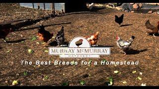 The Best Chicken Breeds for Your Homestead | McMurray Hatchery