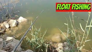 Float fishing for big male  tilapia with wheat grains bait