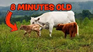 Newborn Calves are Magical