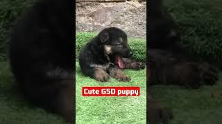 double coat German Shepherddogll German shephard doglong coat| #shortvideo #shorts#youtubeshorts