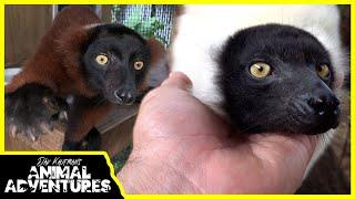 What it's like to live with LEMURS!