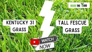 Kentucky 31 Vs Tall Fescue- Know Which One Is Best