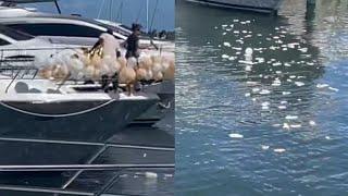 Why Popping Balloons on Yacht Could Lead to Jail Time