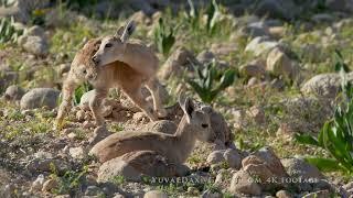 Nubian Ibex family with kids, Ein Avdat Israel / יעלים עם גדיים חמודים