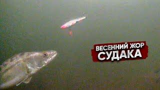 Выехал на вечерку и ПОПАЛ на ВЕСЕННИЙ ЖОР / Поклевки ПОД ВОДОЙ