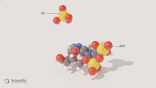 ️ ATP Hydrolysis - 3D animation