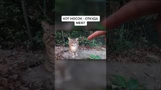 кот носок-откуда мем?