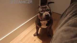 Talking dog Czr. American Bully is so smart!