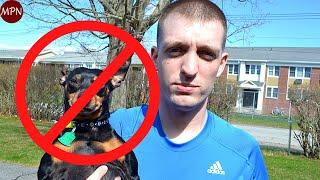 5 REAL Reasons not to get a Miniature Pinscher!