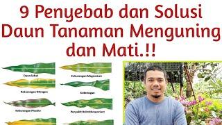 9 Penyebab Daun Menguning (Mati) pada Tanaman dan Solusinya.. TIPS Lengkap Merawat Tanaman.. !!