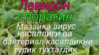 Помидордаги бактериал ва вирус касаллигини тулик даволадик