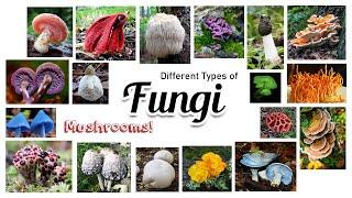 Fungus / Top Weirdest Fungi - Mushrooms  / Leo & Lia Kids TV