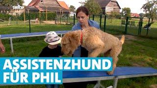 Assistenzhund Ulf macht das Leben für den 7-jährigen Phil leichter