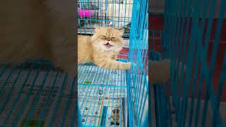 Cat singing a song#comedy #funny #funnyvideo #shortsfeed #shorts #short #youtubeshorts #pets #pet