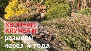 Хвойные спустя 4 года  как вырос тис Давида, тсуга Джедделох, можжевельник Грин карает и другие