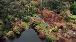 Adelaide Hills in Autumn - Mt Lofty Botanic Gardens in 4K