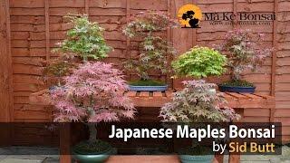 40) Japanese Maples Bonsai Trees form the Collection of Sid