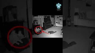 Cat Saw Real Ghost With The Animal Power #shorts #ghost #creepy #cats