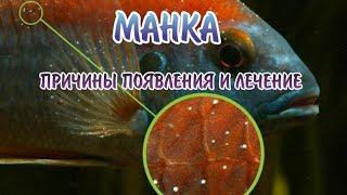 Ихтиофтириоз(Манка).Причины появления и лечение.