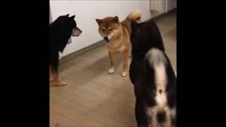 To be continued | Funny Shiba Inu