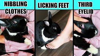 Real Meanings Behind 10 Strange Rabbit Behaviors Explained