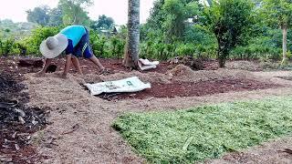 Membuat Mulsa Selalu Basah Adem Untuk Tanaman