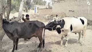 Ox And Cow Crossing ||Big bull Breeding small Cow||Complete Breeding  Process