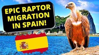 Birding Tour In South Spain: Epic Raptor Migration!