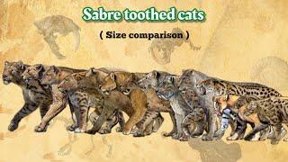 SABRE TOOTHED CATS - Size Comparison | All Species.