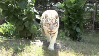 White Tiger Attacks!!