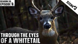 Through the Eyes of a Whitetail | Deer & Deer Hunting TV