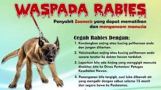 5 GEJALA AWAL SETELAH DIGIGIT ANJING RABIES