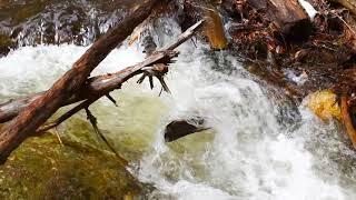 THE MOUNTAIN SPRING BROOK by Douglas Poor dd-TV.com Naturalist Scenic Video brook sites & sounds.